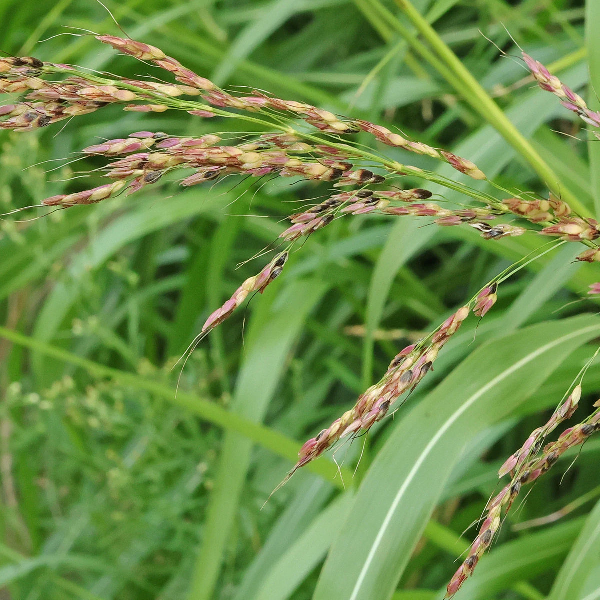 Uporno prisustvo sirka (Sorghum halepense) u kukuruzu uprkos primeni herbicida?
