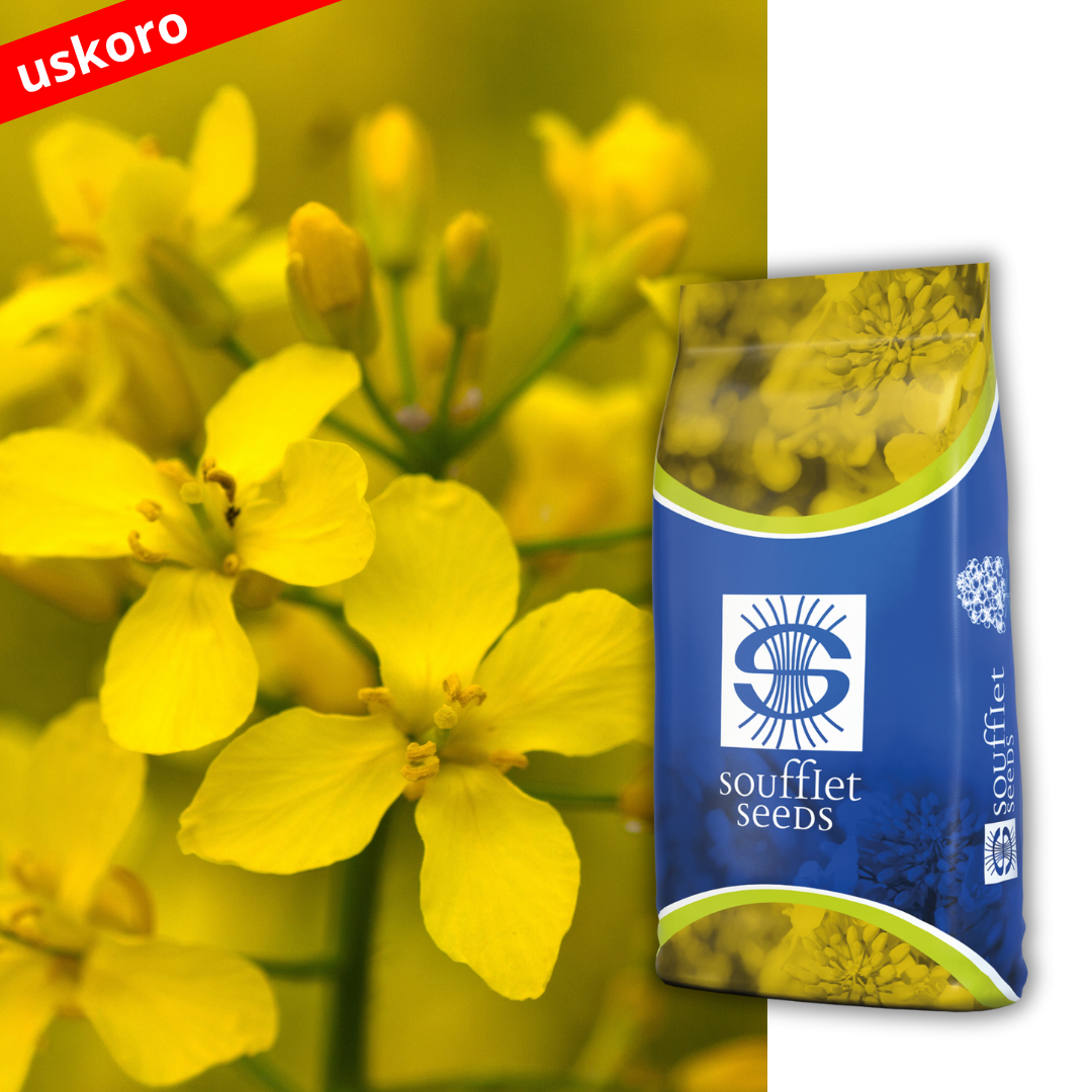 ATTICA - Prinos bez kompromisa!                                                                                                         Novi hibrid uljane repice odličnog potencija. | hibridi, pesticidi, fungicidi, herbicidi, adjuvanti, lepkovi, hemija, sredstva za zaštitu bilja, povoljna hemija, poljoprivredna apoteka, kukuruz, pšenica, suncokret, soja, repica, uljana repica, nabavka hemije, poljoprivreda, alteox, galenika, fuzarijum, rđa, pepelnica, sirak, širokolisni korovi, motika, prskalica, špricanje,