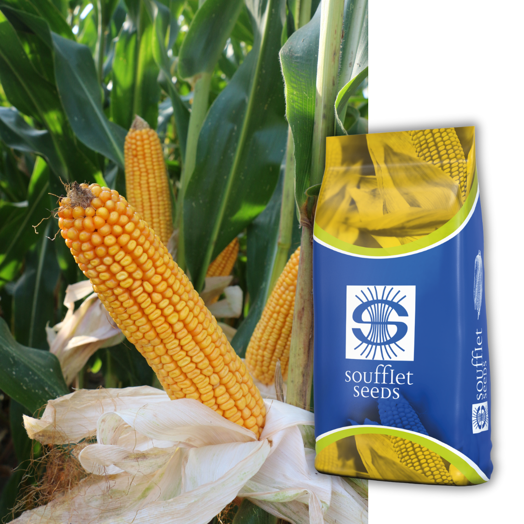 DEVICE - Pametan izbor za nepredvidive uslove! Device je hibrid kukuruza iz FAO grupa 420. Tip zrna: Zuban. Brzo otpušta vlagu – pogodan za ranu žetvu. Visok prinos i odlična adapt. | hibridi, pesticidi, fungicidi, herbicidi, adjuvanti, lepkovi, hemija, sredstva za zaštitu bilja, povoljna hemija, poljoprivredna apoteka, kukuruz, pšenica, suncokret, soja, repica, uljana repica, nabavka hemije, poljoprivreda, alteox, galenika, fuzarijum, rđa, pepelnica, sirak, širokolisni korovi, motika, prskalica, špricanje,