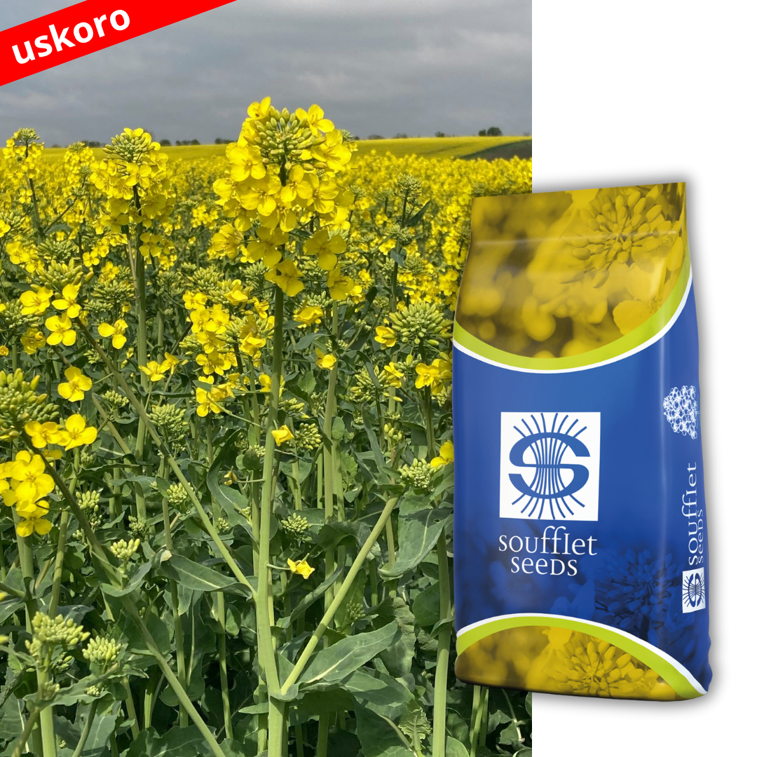 DRONE - Odličan izbor za stabilnu proizvodnju.                                                                         Grupa zrenja: Srednje kasna. Novi hibrid uljane repice visoko. | hibridi, pesticidi, fungicidi, herbicidi, adjuvanti, lepkovi, hemija, sredstva za zaštitu bilja, povoljna hemija, poljoprivredna apoteka, kukuruz, pšenica, suncokret, soja, repica, uljana repica, nabavka hemije, poljoprivreda, alteox, galenika, fuzarijum, rđa, pepelnica, sirak, širokolisni korovi, motika, prskalica, špricanje,