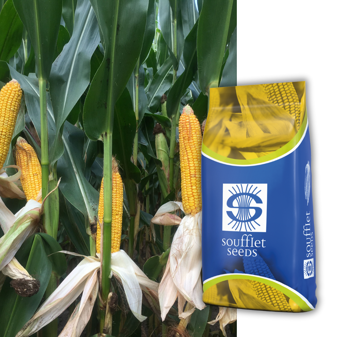 EXTASIA - Snaga klasa, silaža bez premca. Extasia je hibrid kukuruza iz FAO grupe 400. Tip zrna: Zuban. Brz početni porast, odlična adaptacija. Odličan izbor za proizvodnju kvalite. | hibridi, pesticidi, fungicidi, herbicidi, adjuvanti, lepkovi, hemija, sredstva za zaštitu bilja, povoljna hemija, poljoprivredna apoteka, kukuruz, pšenica, suncokret, soja, repica, uljana repica, nabavka hemije, poljoprivreda, alteox, galenika, fuzarijum, rđa, pepelnica, sirak, širokolisni korovi, motika, prskalica, špricanje,