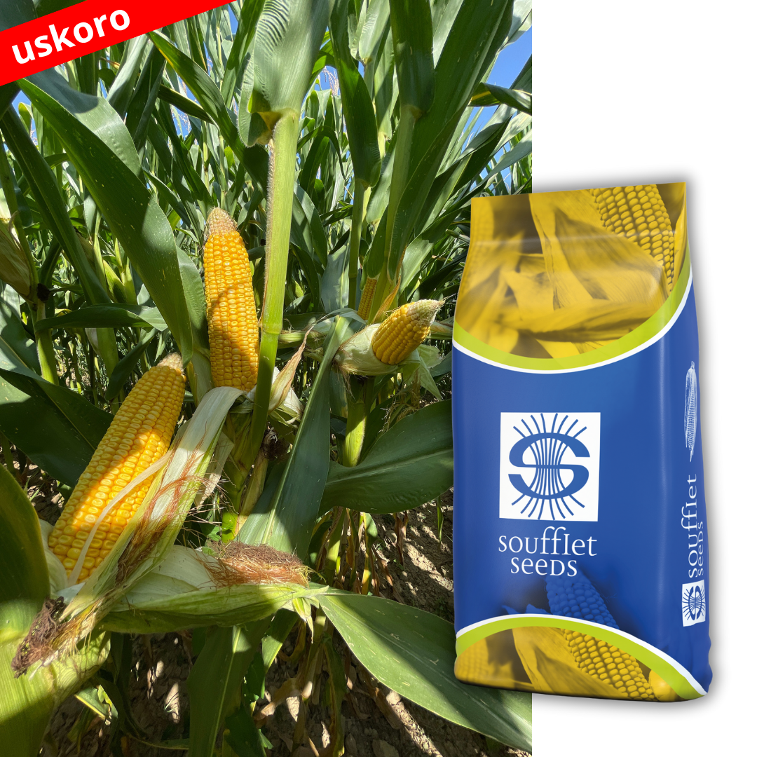 FABULO - fabulozan u svakom pogledu! Fabulo je hibrid kukuruza iz FAO grupe 380. Tip zrna: Zuban. Brz početni porast, odlična adaptacija  na svim tipovima zemljišta. Stabilan prino. | hibridi, pesticidi, fungicidi, herbicidi, adjuvanti, lepkovi, hemija, sredstva za zaštitu bilja, povoljna hemija, poljoprivredna apoteka, kukuruz, pšenica, suncokret, soja, repica, uljana repica, nabavka hemije, poljoprivreda, alteox, galenika, fuzarijum, rđa, pepelnica, sirak, širokolisni korovi, motika, prskalica, špricanje,