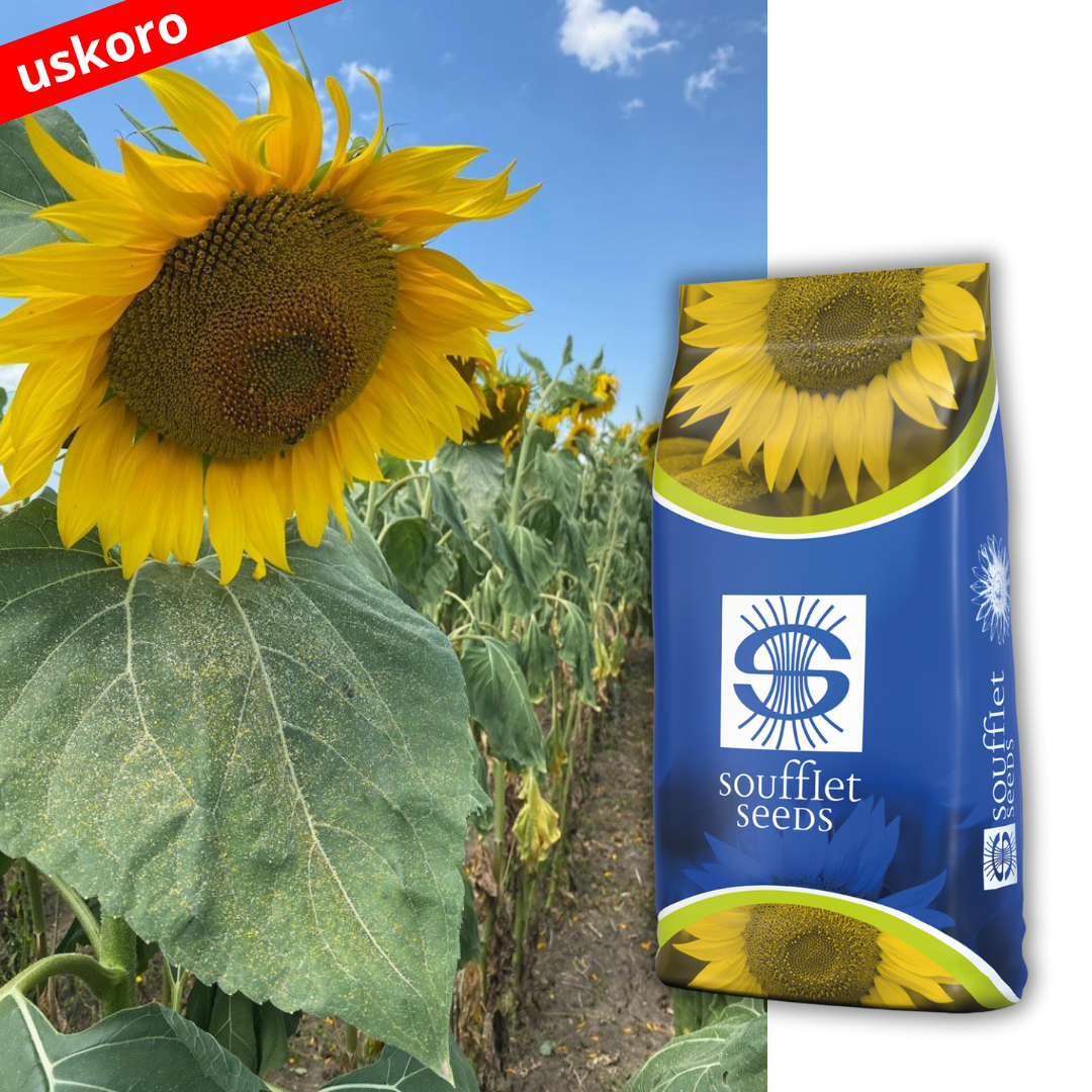 GANDALF - Čarobnjak u proizvodnji suncokreta. Gandalf je hibrid suncokreta tolerantan na aktivnu materiju Imazamox - CLEARFIELD® PLUS. Grupa zrenja: Srednje kasni. Brz početni pora. | hibridi, pesticidi, fungicidi, herbicidi, adjuvanti, lepkovi, hemija, sredstva za zaštitu bilja, povoljna hemija, poljoprivredna apoteka, kukuruz, pšenica, suncokret, soja, repica, uljana repica, nabavka hemije, poljoprivreda, alteox, galenika, fuzarijum, rđa, pepelnica, sirak, širokolisni korovi, motika, prskalica, špricanje,