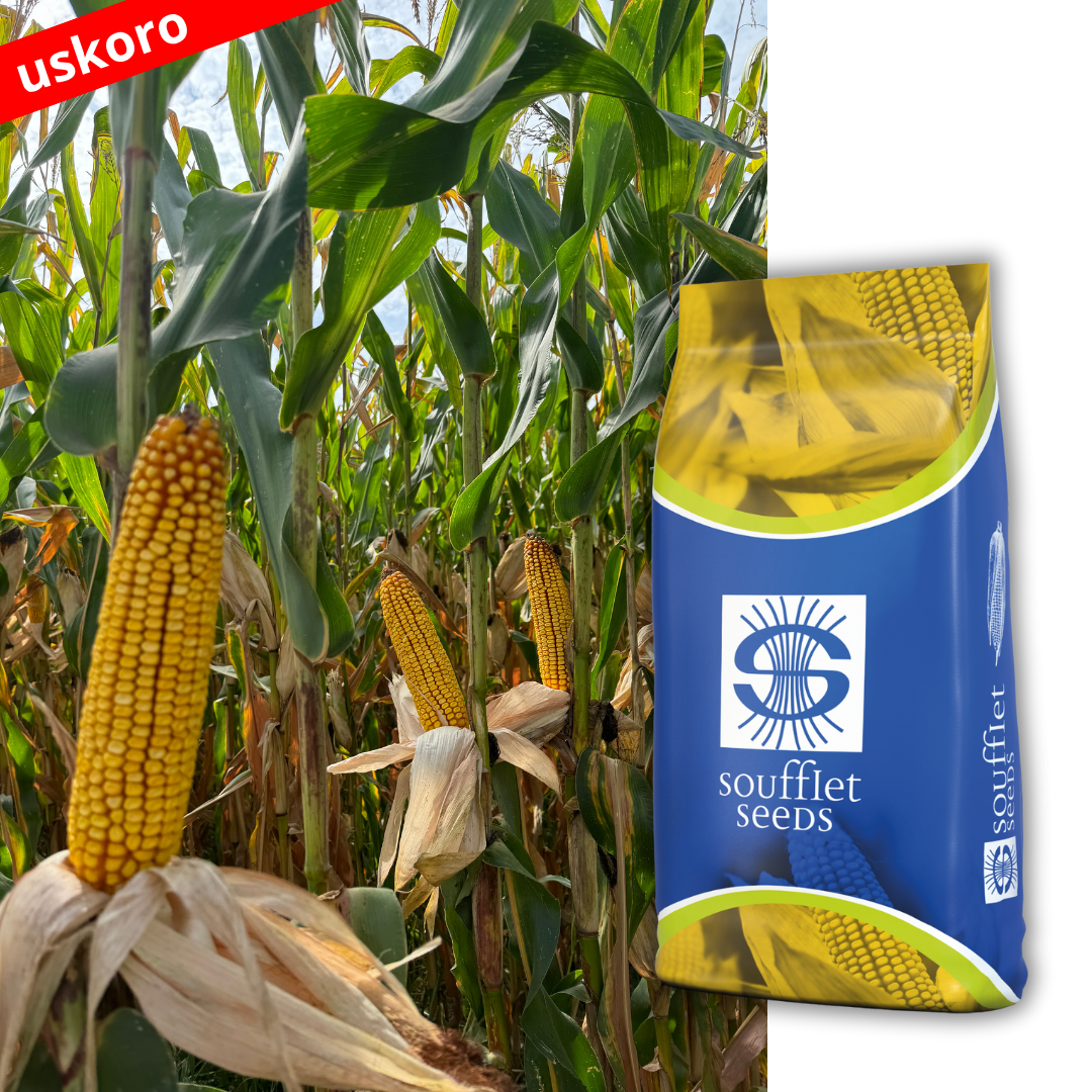 ICARE - diže prinos u visine. Icare je hibrid kukuruza FAO grupa 300. Tip zrna: Zuban. Izuzetno razvijen korenov sistem.  Odlične zdravstvene osobine klasa. Posebno dobar prinos na. | hibridi, pesticidi, fungicidi, herbicidi, adjuvanti, lepkovi, hemija, sredstva za zaštitu bilja, povoljna hemija, poljoprivredna apoteka, kukuruz, pšenica, suncokret, soja, repica, uljana repica, nabavka hemije, poljoprivreda, alteox, galenika, fuzarijum, rđa, pepelnica, sirak, širokolisni korovi, motika, prskalica, špricanje,