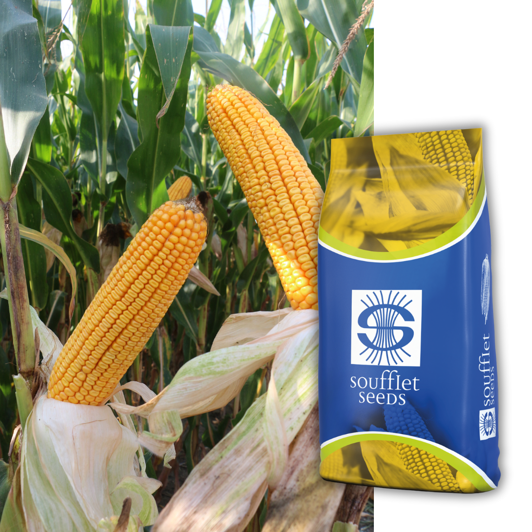 ISULEA –  Vrhunski hibrid za vrhunske uslove! Isulea je hibrid kukuruza iz FAO grupe 460. Tip zrna: Zuban. Visoka tolerantnost na bolesti  klasa. Brzo otpuštanje vlage - pogodna za. | hibridi, pesticidi, fungicidi, herbicidi, adjuvanti, lepkovi, hemija, sredstva za zaštitu bilja, povoljna hemija, poljoprivredna apoteka, kukuruz, pšenica, suncokret, soja, repica, uljana repica, nabavka hemije, poljoprivreda, alteox, galenika, fuzarijum, rđa, pepelnica, sirak, širokolisni korovi, motika, prskalica, špricanje,