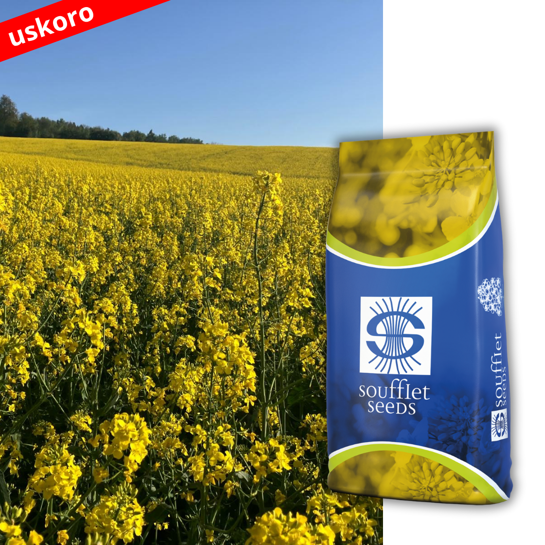 METAL - Nova generacija hibrida uljane repice.                                                                         Metal j hibrid uljane repice srednje rane grupe zrenja. Novi . | hibridi, pesticidi, fungicidi, herbicidi, adjuvanti, lepkovi, hemija, sredstva za zaštitu bilja, povoljna hemija, poljoprivredna apoteka, kukuruz, pšenica, suncokret, soja, repica, uljana repica, nabavka hemije, poljoprivreda, alteox, galenika, fuzarijum, rđa, pepelnica, sirak, širokolisni korovi, motika, prskalica, špricanje,