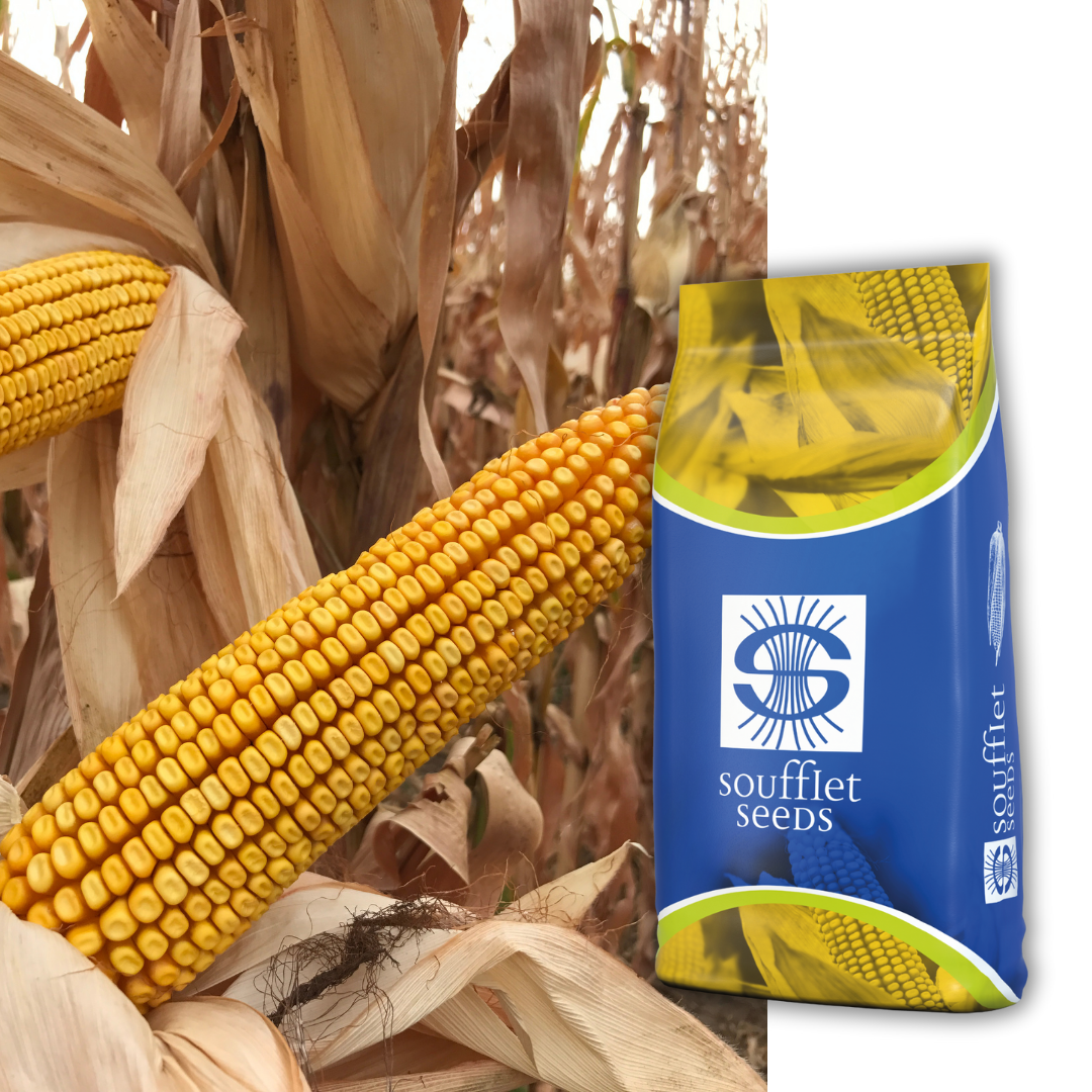 MOPED - Brz start, siguran prinos! Moped je raniji hibrid kukuruza iz FAO grupe 340. Tip zrna: Zuban. Izuzetno brz porast i snažna stabljika. Tolerantan na nedostatak vode i toplot. | hibridi, pesticidi, fungicidi, herbicidi, adjuvanti, lepkovi, hemija, sredstva za zaštitu bilja, povoljna hemija, poljoprivredna apoteka, kukuruz, pšenica, suncokret, soja, repica, uljana repica, nabavka hemije, poljoprivreda, alteox, galenika, fuzarijum, rđa, pepelnica, sirak, širokolisni korovi, motika, prskalica, špricanje,