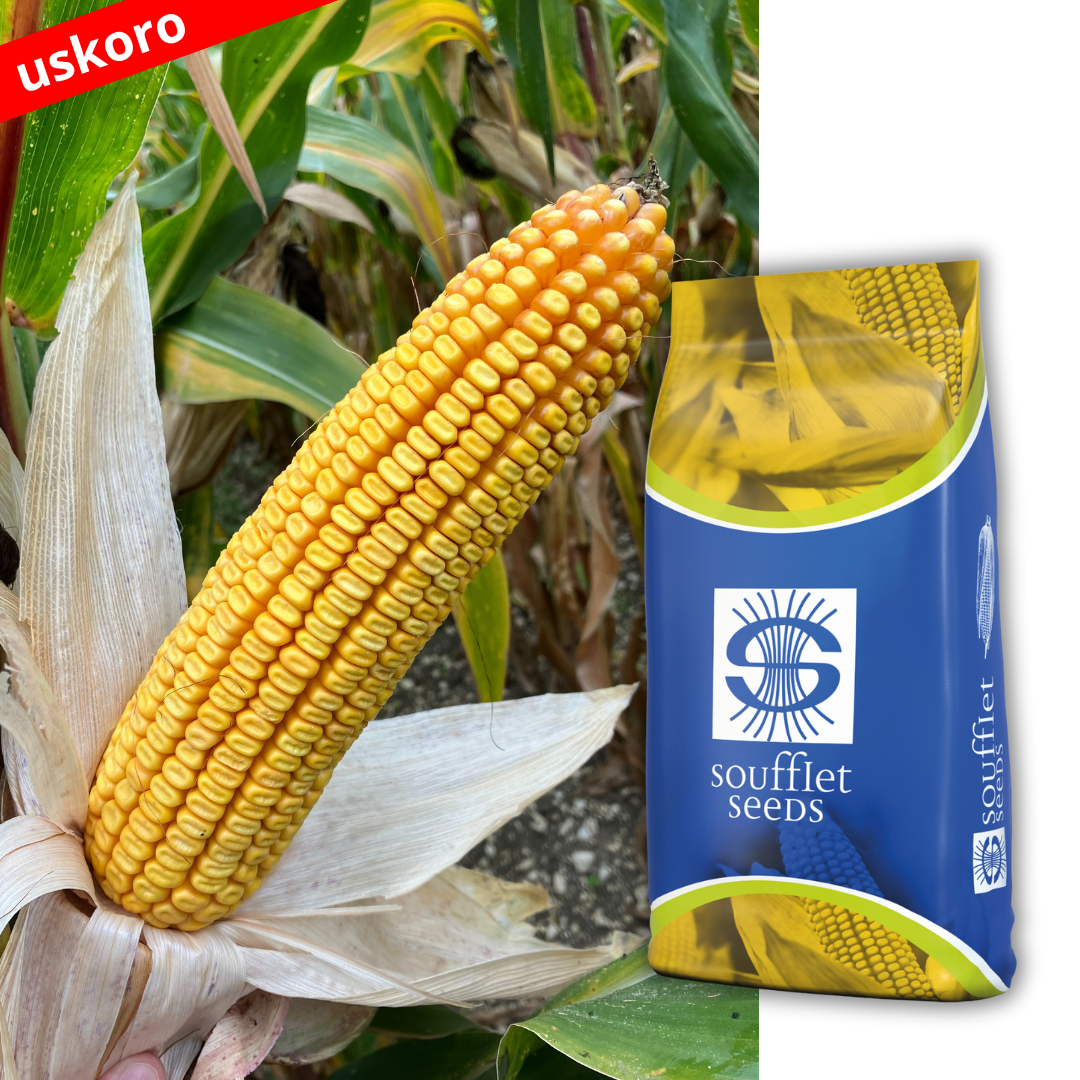 POPULARIO - novi hibrid za vrhunske rezultate. Populario je novi hibrid sa FAO grupom zrenja 430. Tip zrna: Zuban. Brz početni porast, odlična adaptacija  na svim tipovima zemljišt. | hibridi, pesticidi, fungicidi, herbicidi, adjuvanti, lepkovi, hemija, sredstva za zaštitu bilja, povoljna hemija, poljoprivredna apoteka, kukuruz, pšenica, suncokret, soja, repica, uljana repica, nabavka hemije, poljoprivreda, alteox, galenika, fuzarijum, rđa, pepelnica, sirak, širokolisni korovi, motika, prskalica, špricanje,