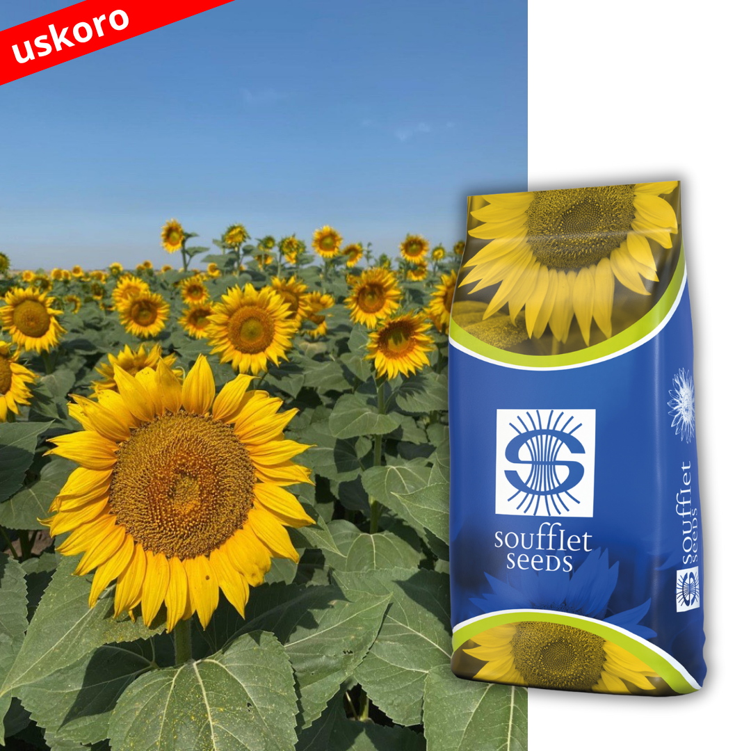 ROQUETTE - Lansirajte prinose na sam vrh.                                                                               Roquette je hibrid suncokreta tolerantan na aktivnu materiju. | hibridi, pesticidi, fungicidi, herbicidi, adjuvanti, lepkovi, hemija, sredstva za zaštitu bilja, povoljna hemija, poljoprivredna apoteka, kukuruz, pšenica, suncokret, soja, repica, uljana repica, nabavka hemije, poljoprivreda, alteox, galenika, fuzarijum, rđa, pepelnica, sirak, širokolisni korovi, motika, prskalica, špricanje,