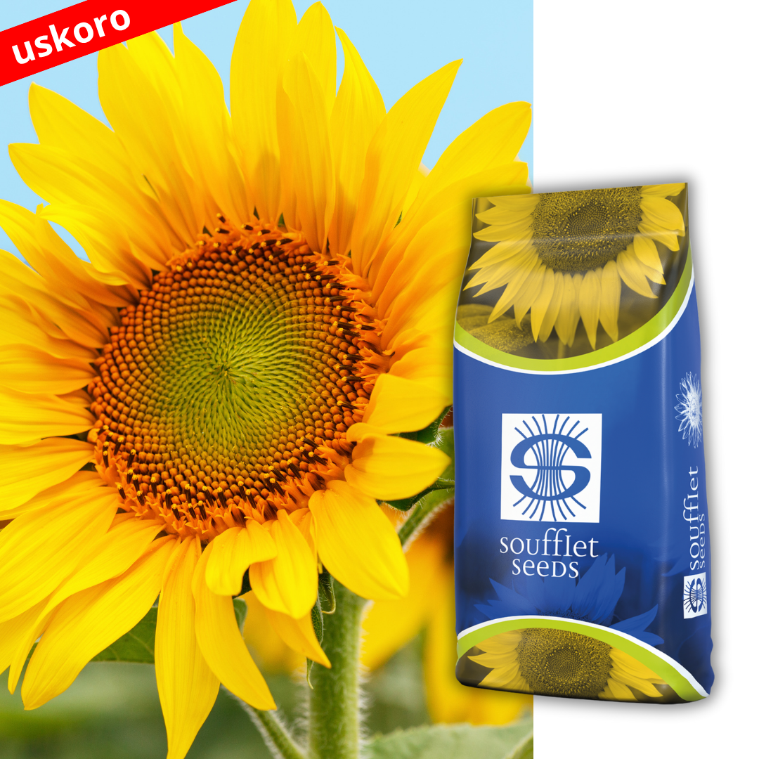 SKYLINE - Nebo je granica! Skyline je hibrid suncokreta tolerantan na aktivnu materiju Tribenuron-Metil iz kategorije Express® tehnologija. Stabilan hibrid sa odličnim potencijalom. | hibridi, pesticidi, fungicidi, herbicidi, adjuvanti, lepkovi, hemija, sredstva za zaštitu bilja, povoljna hemija, poljoprivredna apoteka, kukuruz, pšenica, suncokret, soja, repica, uljana repica, nabavka hemije, poljoprivreda, alteox, galenika, fuzarijum, rđa, pepelnica, sirak, širokolisni korovi, motika, prskalica, špricanje,